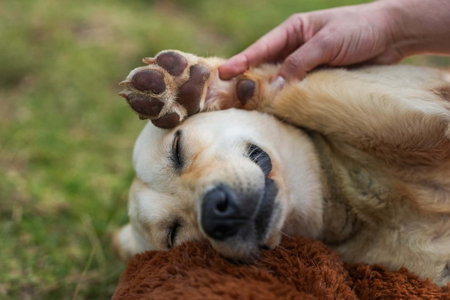 Perro completamente relajado boca arriba mientras le sostienen una pata y se le ven las almohadillas