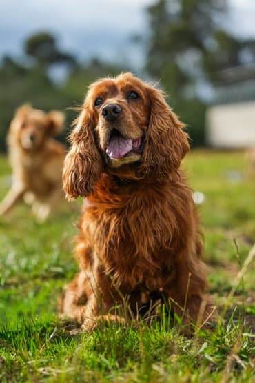 Cocker spaniel sentado al aire libre