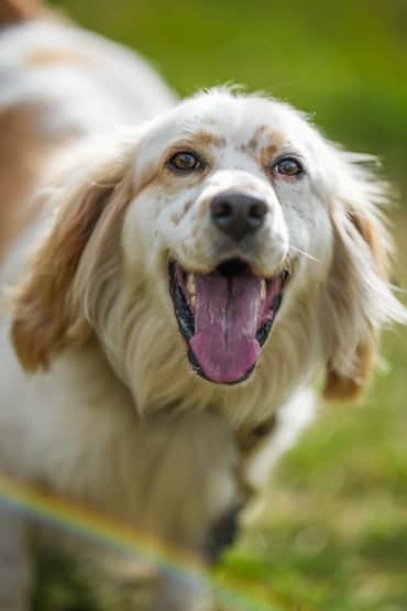 Perro de pelaje crema con la lengua afuera