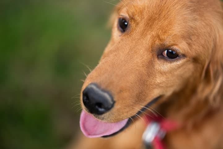 Primer plano del rostro de un golden retriever