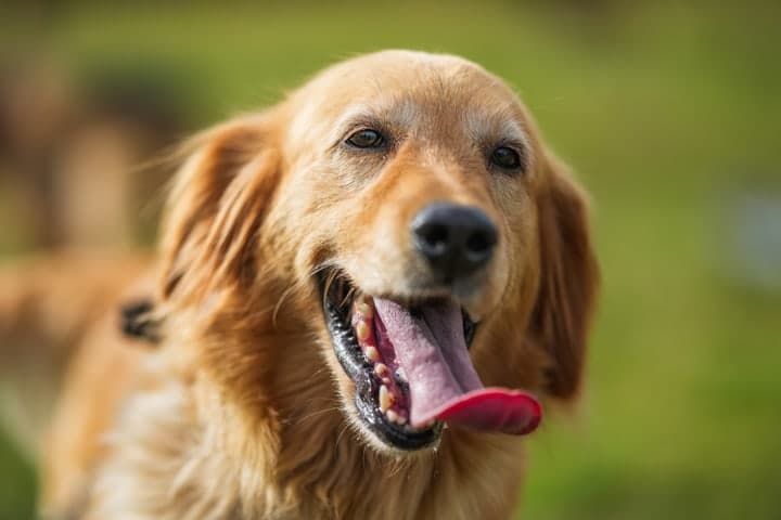 Golden retriever sonriendo al aire libre