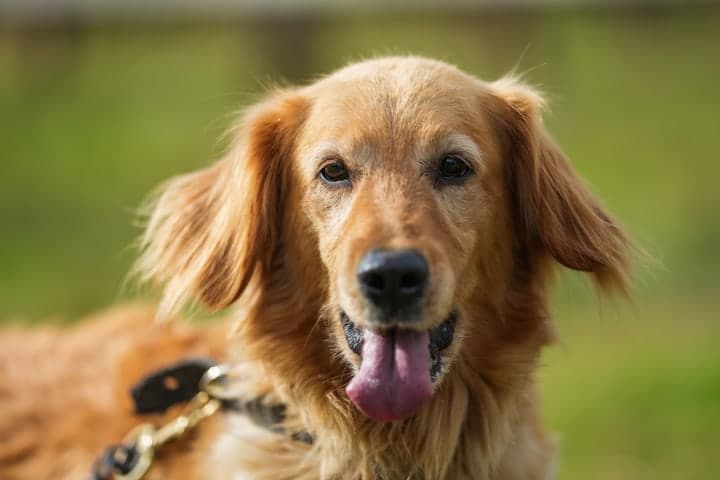 Retrato de un golden retriever