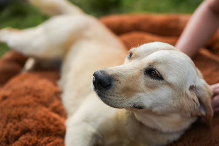 Labrador descansando sobre su cama