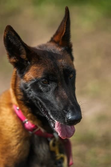 Pastor belga malinois en el pasto