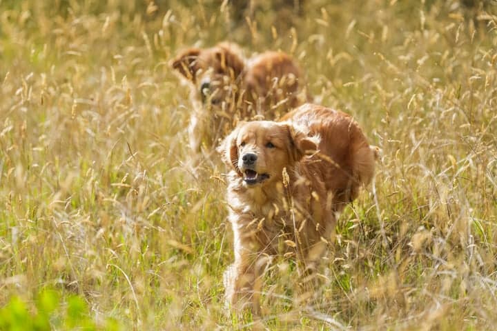 Perros corriendo entre la hierba alta