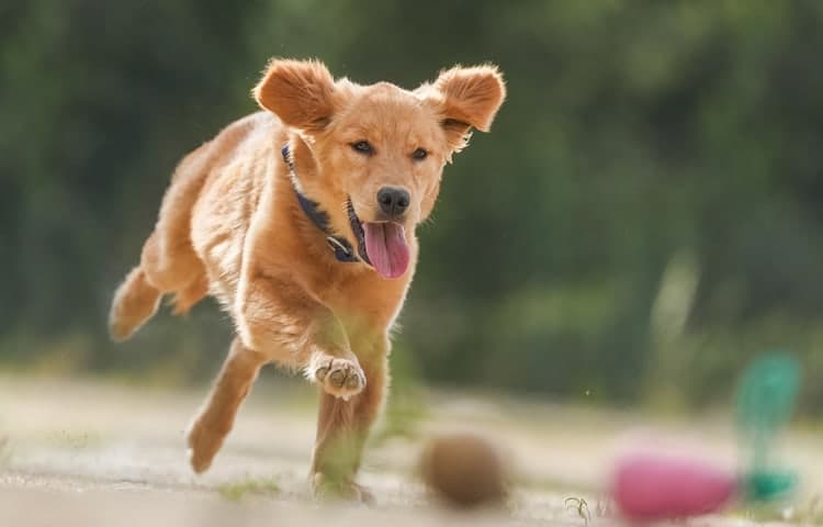 Cachorro corriendo con las orejas al viento