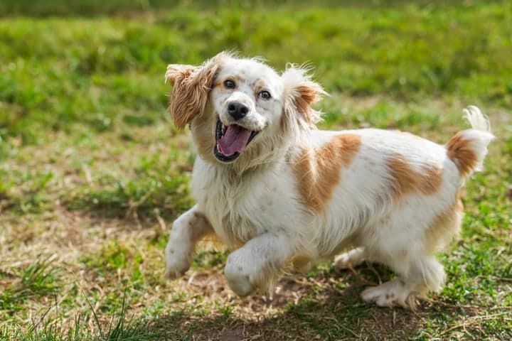 Perro blanco y naranja corriendo en el pasto