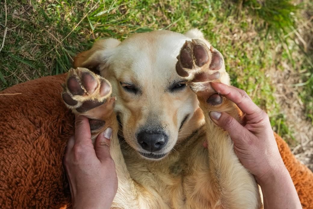 Perro tranquilo mientras le revisan una de sus patas