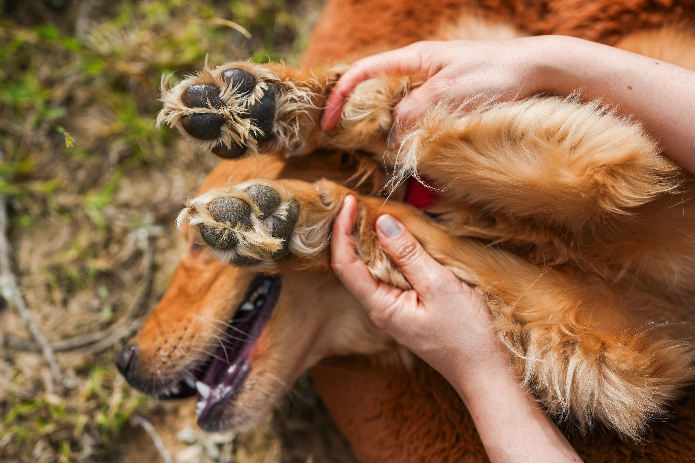 Manos sosteniendo con cuidado las patas de un perro golden retriever