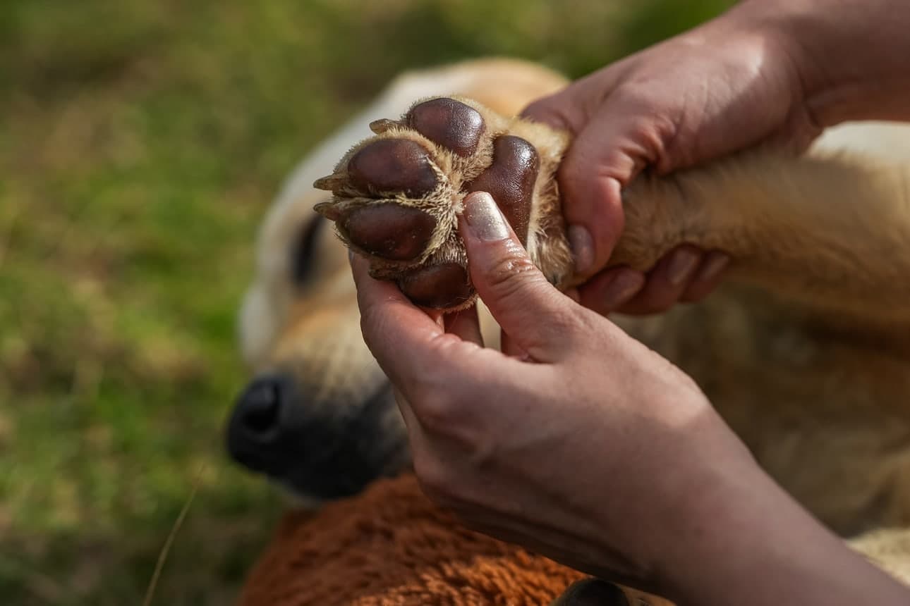 Primer plano de las almohadillas de un perro sostenidas en una mano