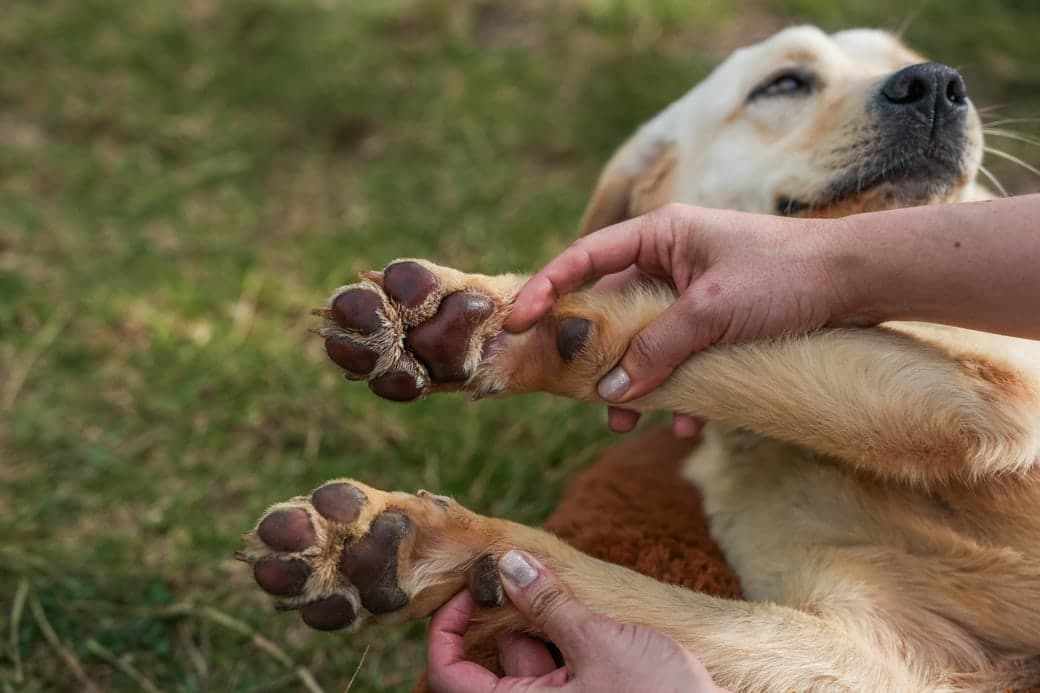 Dos patas de un perro sostenidas con las manos sobre el pasto